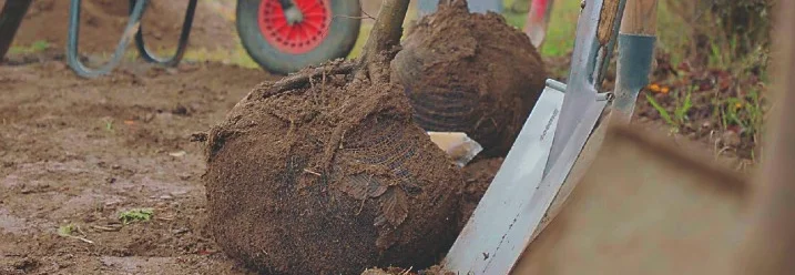 Zwei junge Bäume mit Wurzelballen