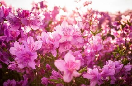 RT Rhododendron Pflege 19 27 717x467 Rhododendronpflanze im Sonnenlicht