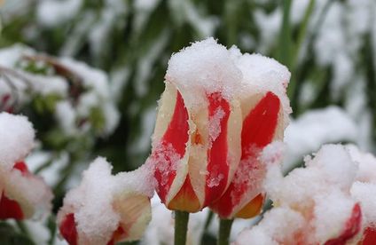 Tulpen mit Schnee bedeckt