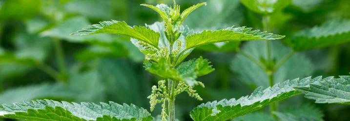 Nahaufnahme einer Brennnessel
