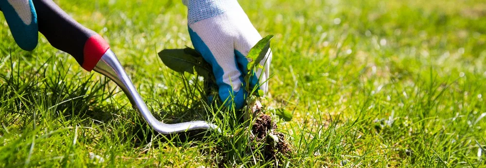 Hand entfernt Unkraut mit Gartengerät