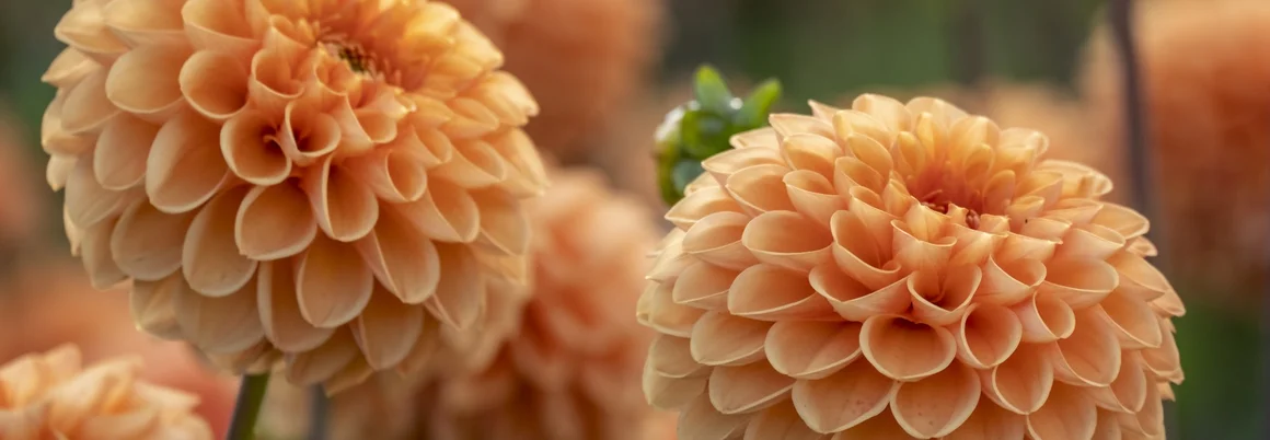 Nahaufnahme von pfirsichfarbenen Dahlien