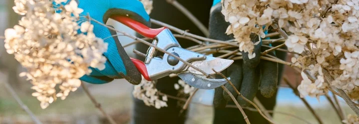 Person schneidet verblühte Hortensie