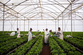 toom erweitert Fairtrade-Pflanzensortiment Menschen pflegen Pflanzen in einem Gewächshaus