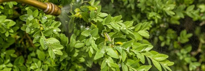 Sprühflasche spritzt auf Pflanze