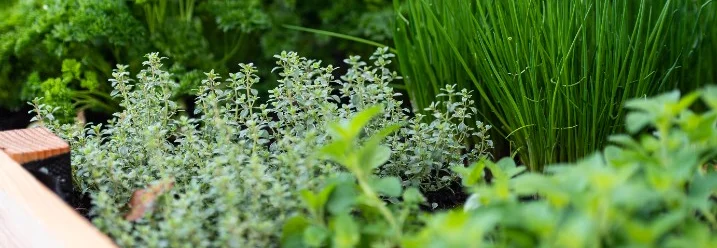 Hochbeet mit frischen Kräutern
