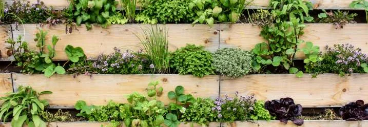 Vertikaler Garten mit Kräutern