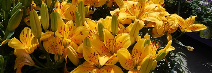 Gelbe Lilien mit roten Punkten