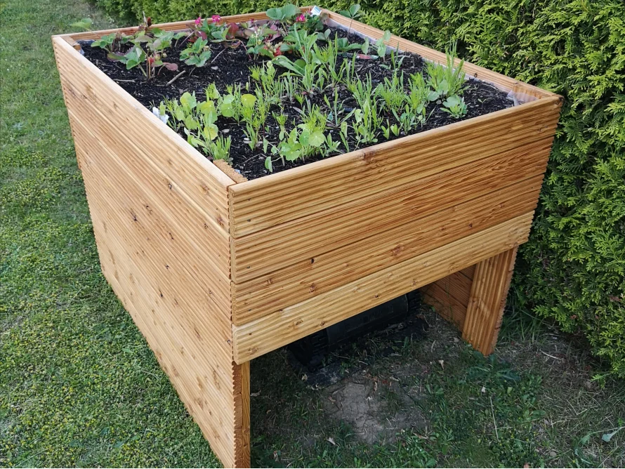 Holzbeet mit jungen Pflanzen