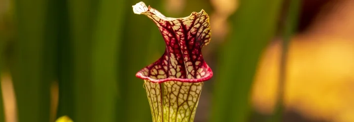 Fleischfressende Pflanze