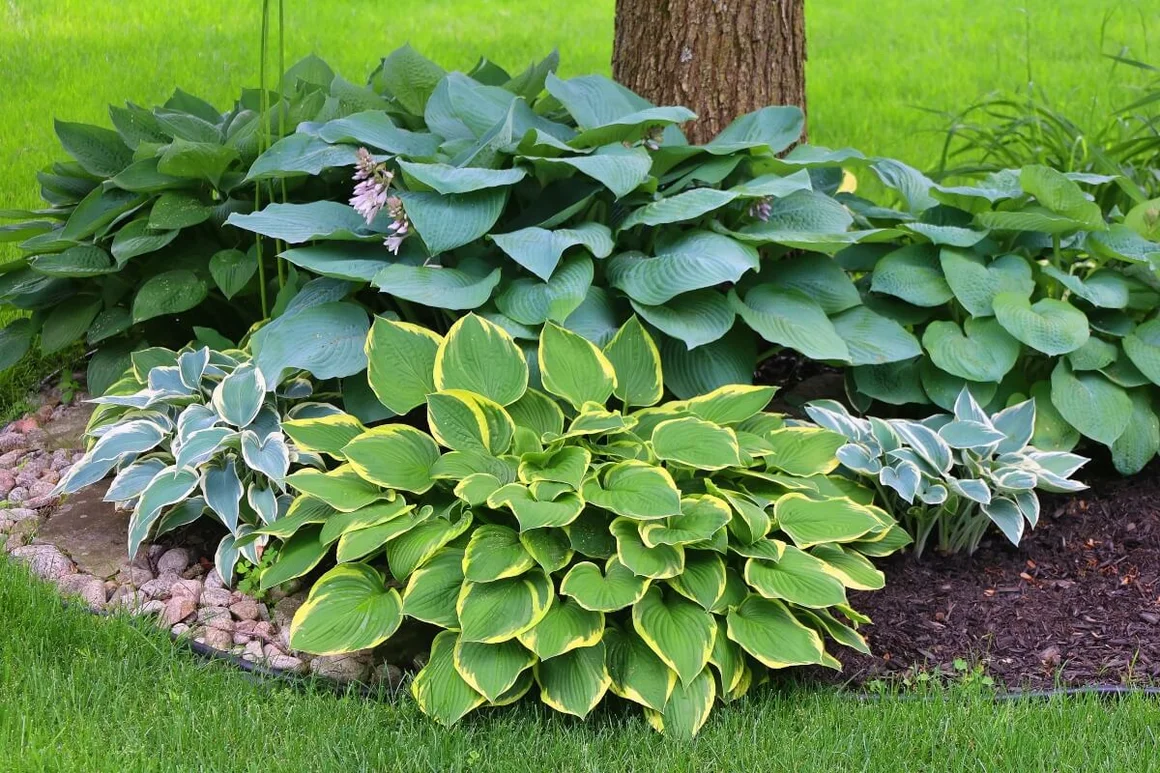 Verschiedene Funkienarten am Baum