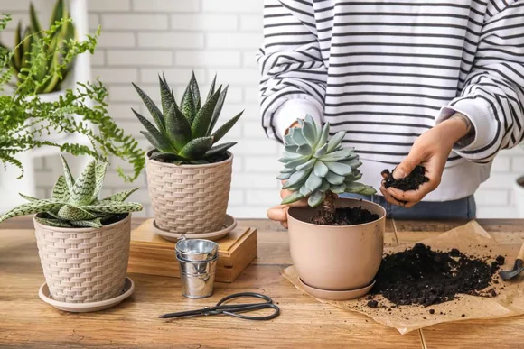 Eine Person pflanzt eine Sukkulente auf einem Holztisch um.