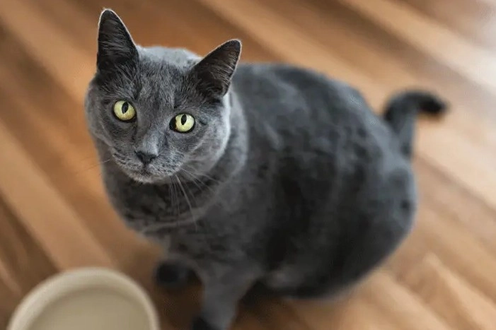 Eine graue Katze mit gelben Augen sitzt auf einem Holzboden.