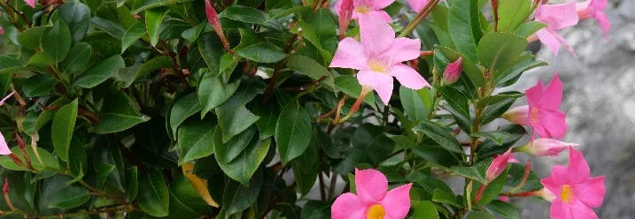 Rosafarbene Blütenpflanze im Topf