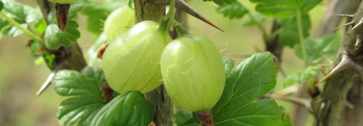 Grüne Stachelbeeren an einem Strauch