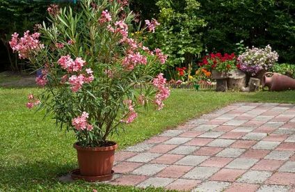 Mediterraner Garten Anlage Und Gestaltung Toom Baumarkt