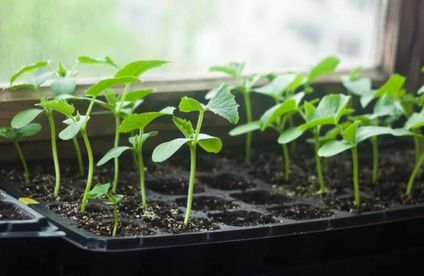 Junge Zucchini Pflanzen