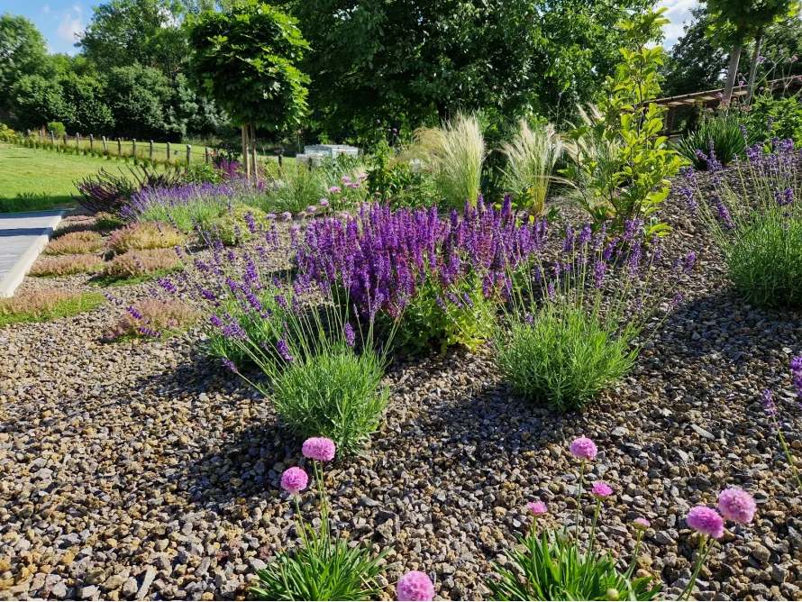 Lavendelbeet in einem Garten