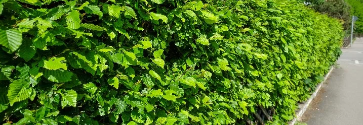 Dichte grüne Hecke am Straßenrand