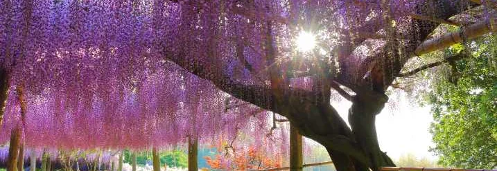 Lila Blütenbaum mit Stütze