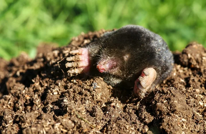 Maulwurf im Garten
