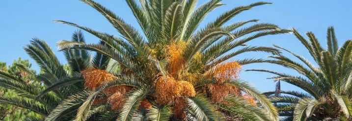 Palme mit Datteln vor blauem Himmel