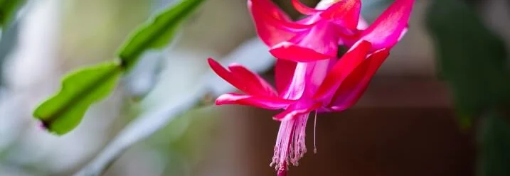 Blühender Weihnachtskaktus