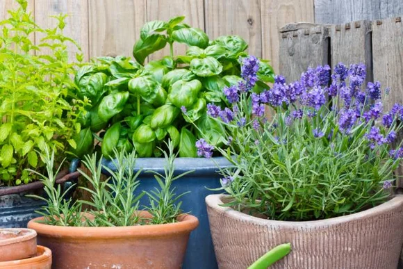 Töpfe mit Kräutern