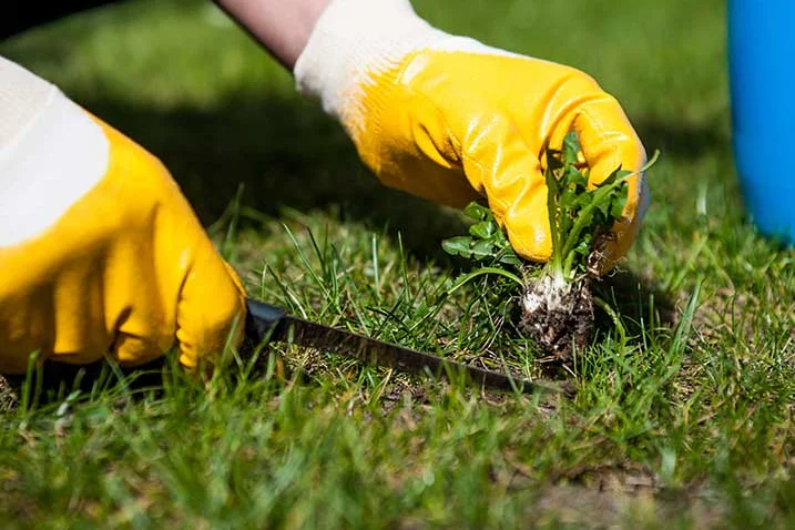 Unkrautjäten mit Messer