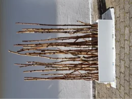 Birkenäste an einem Holzkasten