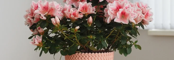 Blühende Alpenrose im Topf