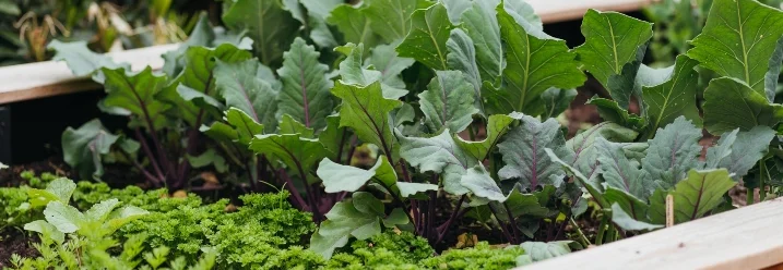 Holzbeet mit Kohl und Kräutern
