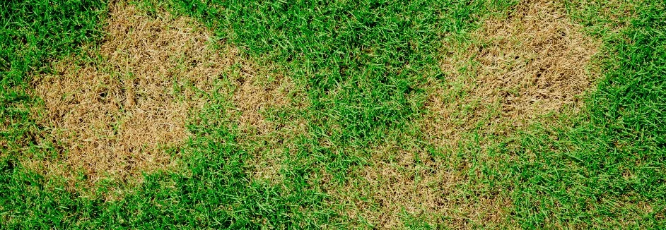 Verdorrter Rasen neben grünem Rasen