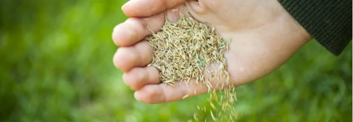 Hand sät Grassamen auf Rasen