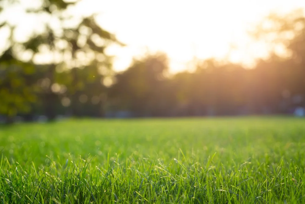 Große Rasenfläche mit Bäumen und Sonnenschein.