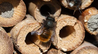 Biene in Insektenhotel