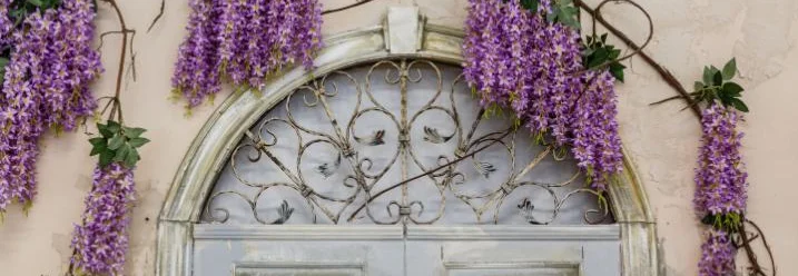 Blauregen an Hauswand