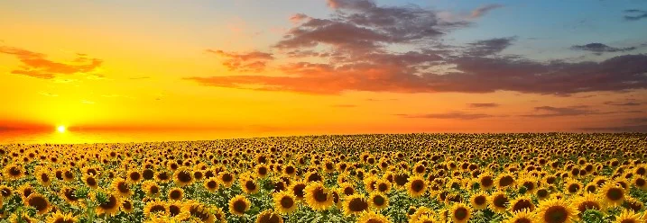 Sonnenblumenfeld im Sonnenuntergang