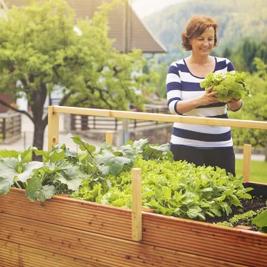 Person erntet Salat im Hochbeet