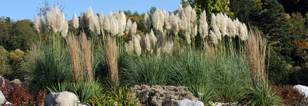 Hohes Ziergras im Garten