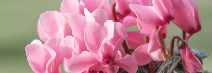 Blühende Alpenveilchen in Rosa