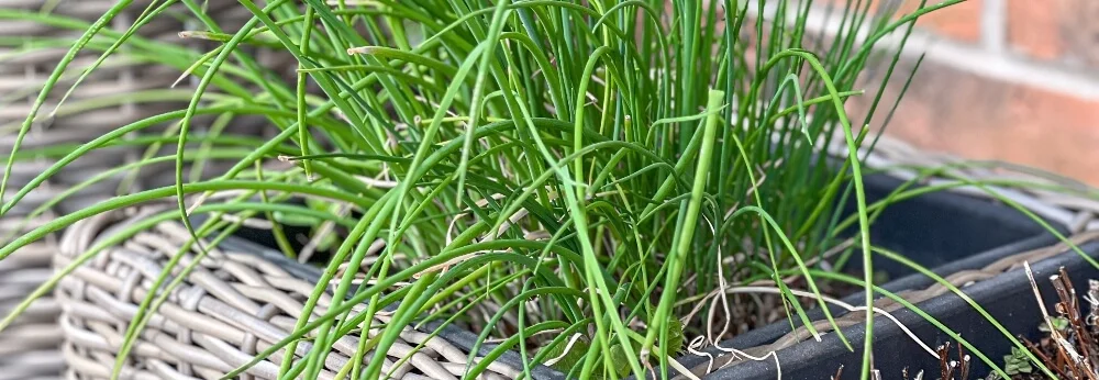 Schnittlauch in einem Topf