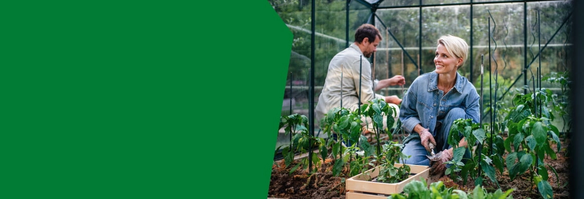 Zwei Personen pflanzen junge Gemüsepflanzen in einem Gewächshaus.