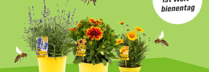 Am 20.05. ist Weltbienenschutztag