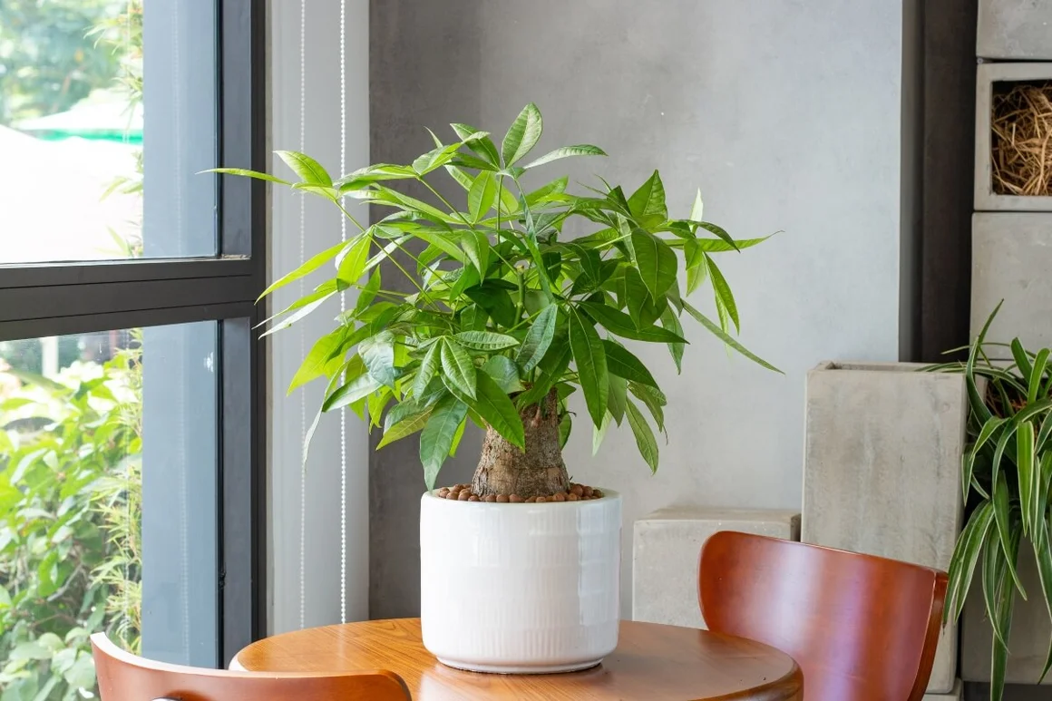 Glückskastanie in einem Topf