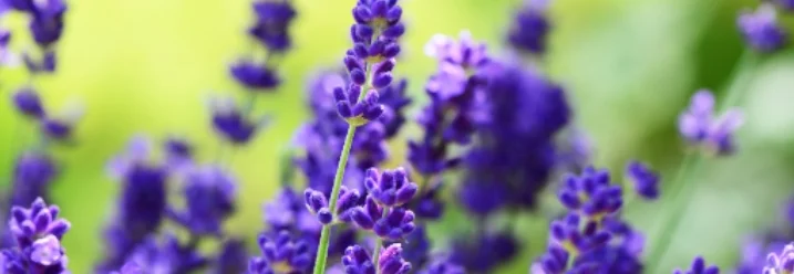 Lavendelblüten in Nahaufnahme.