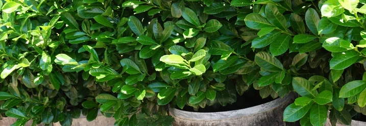 Lorbeerbäume in Holztöpfen