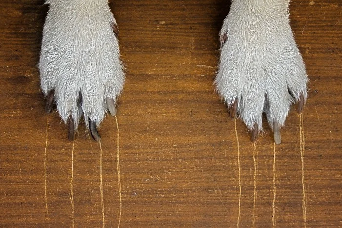 Hundepfoten auf zerkratztem Holzboden