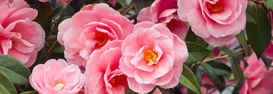 Rosa Kamelienblüten mit gelben Staubblättern