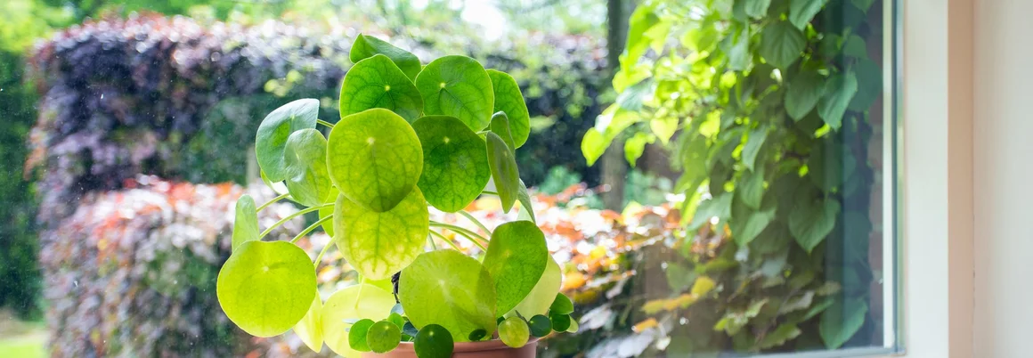 Grünpflanze am Fenster